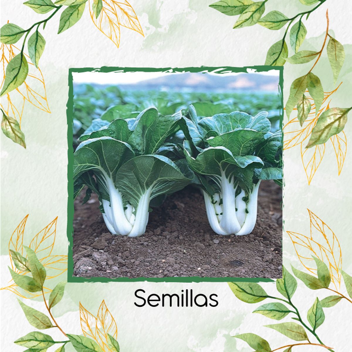GENERICO - 250 Semillas Orgánicas De Pak Choi
