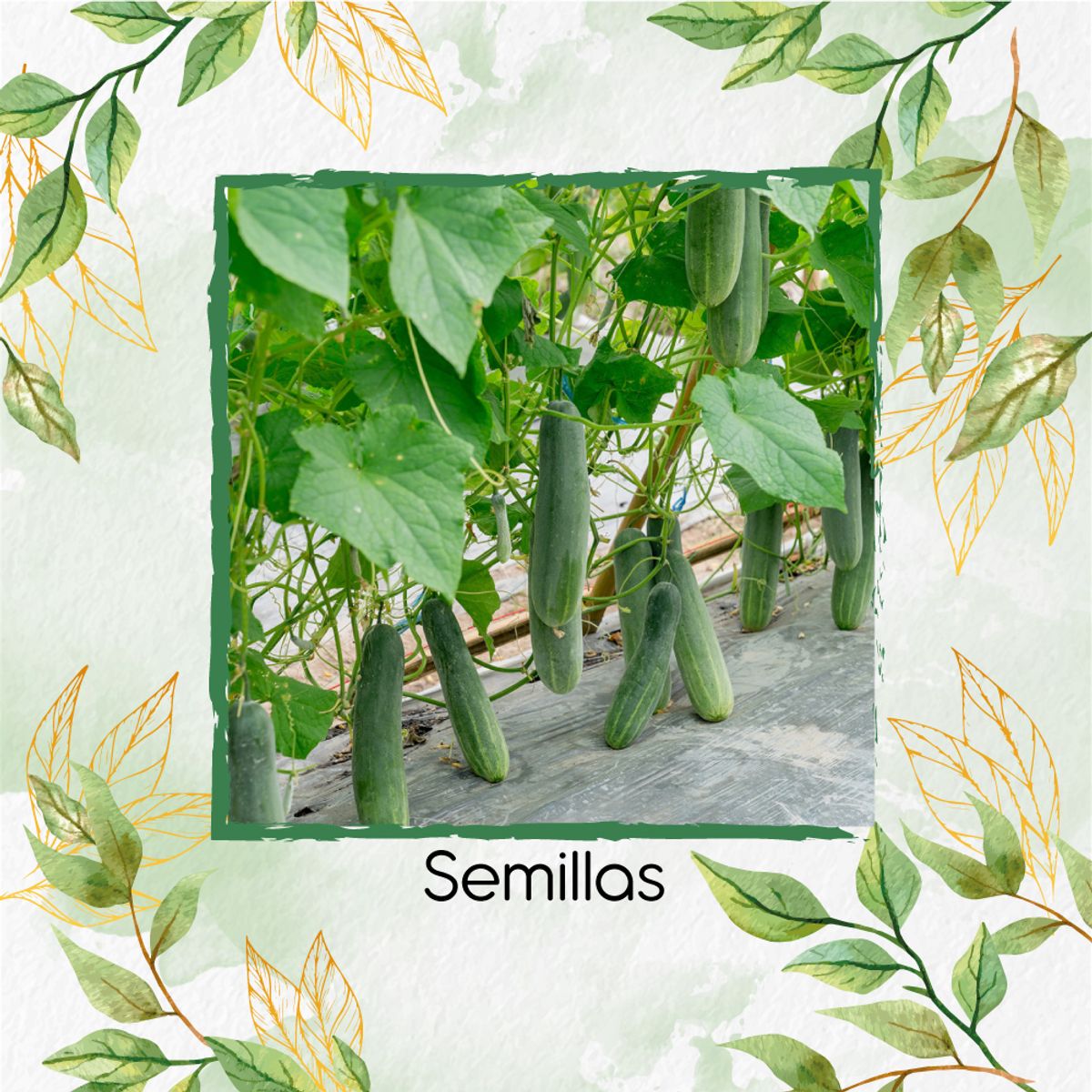 GENERICO - 25 Semillas Orgánicas De Pepino