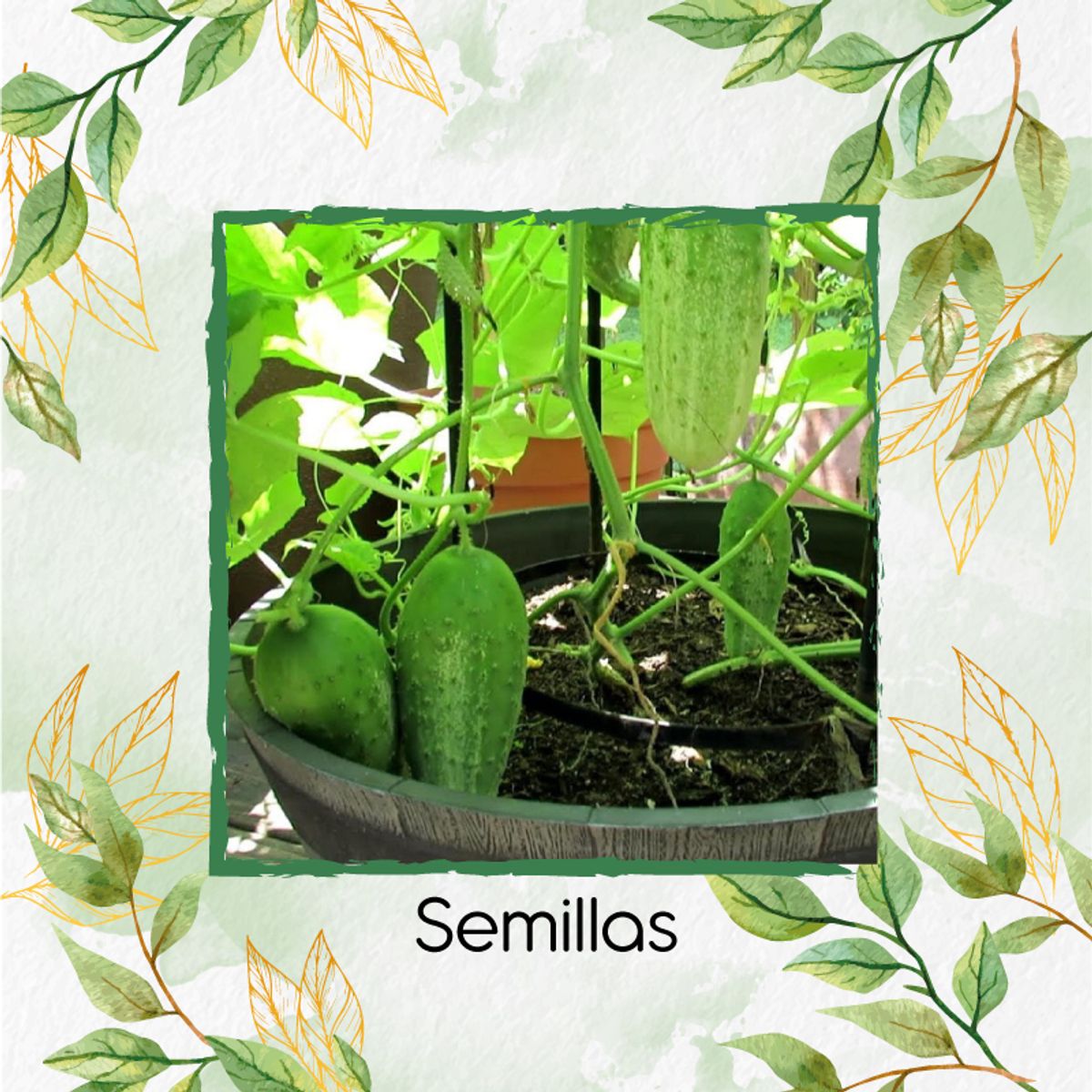 GENERICO - 25 Semillas Orgánicas De Pepino