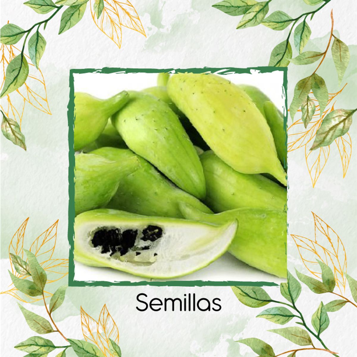 GENERICO - 40 Semillas Orgánicas De Pepino Relleno