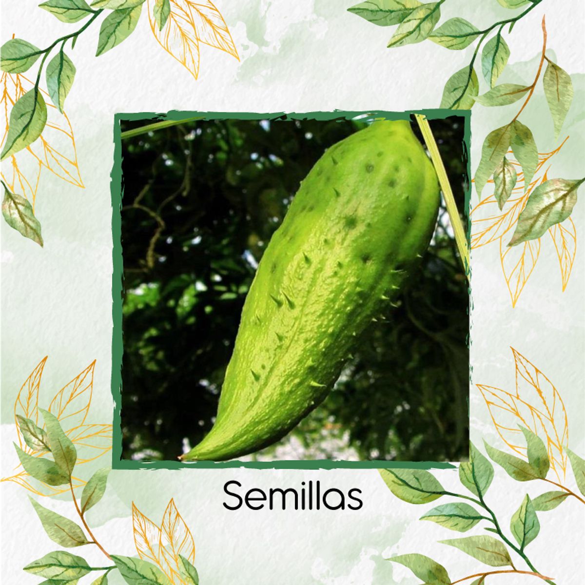 GENERICO - 40 Semillas Orgánicas De Pepino Relleno