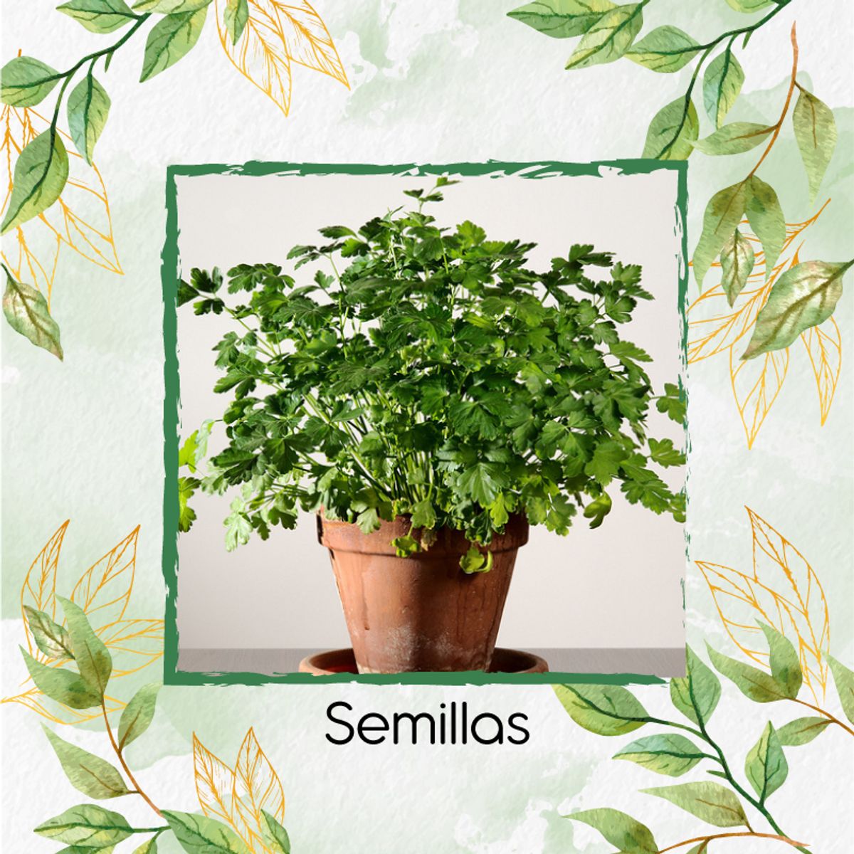 GENERICO - 1.000 Semillas Orgánicas De Perejil Liso