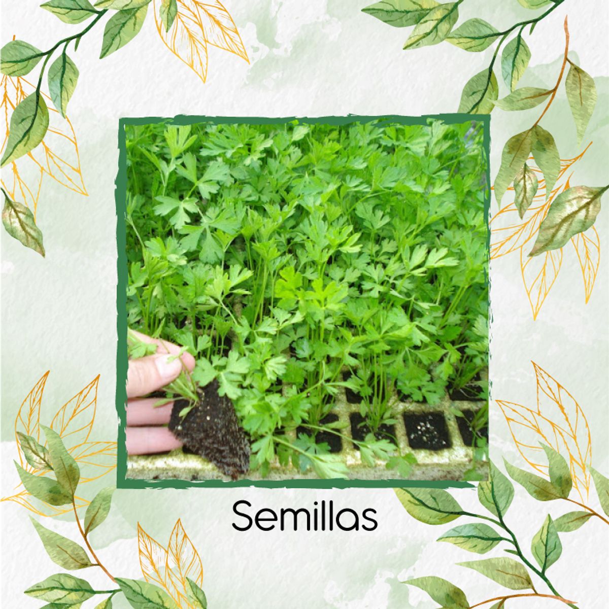 GENERICO - 1.000 Semillas Orgánicas De Perejil Liso