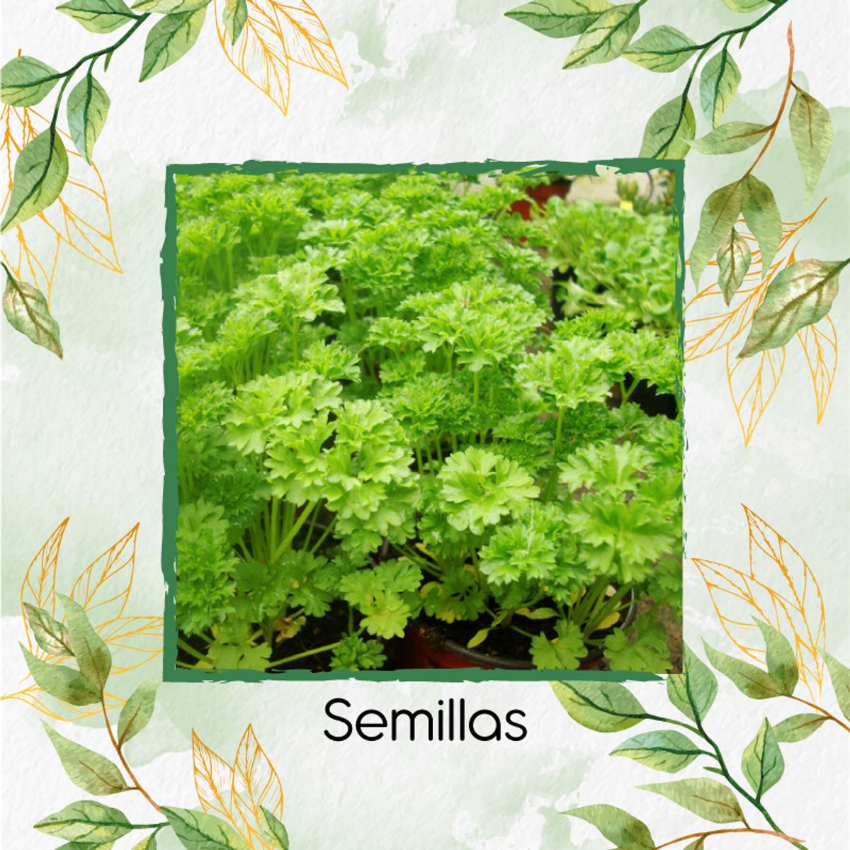 GENERICO - 200 Semillas Orgánicas De Perejil Rizado