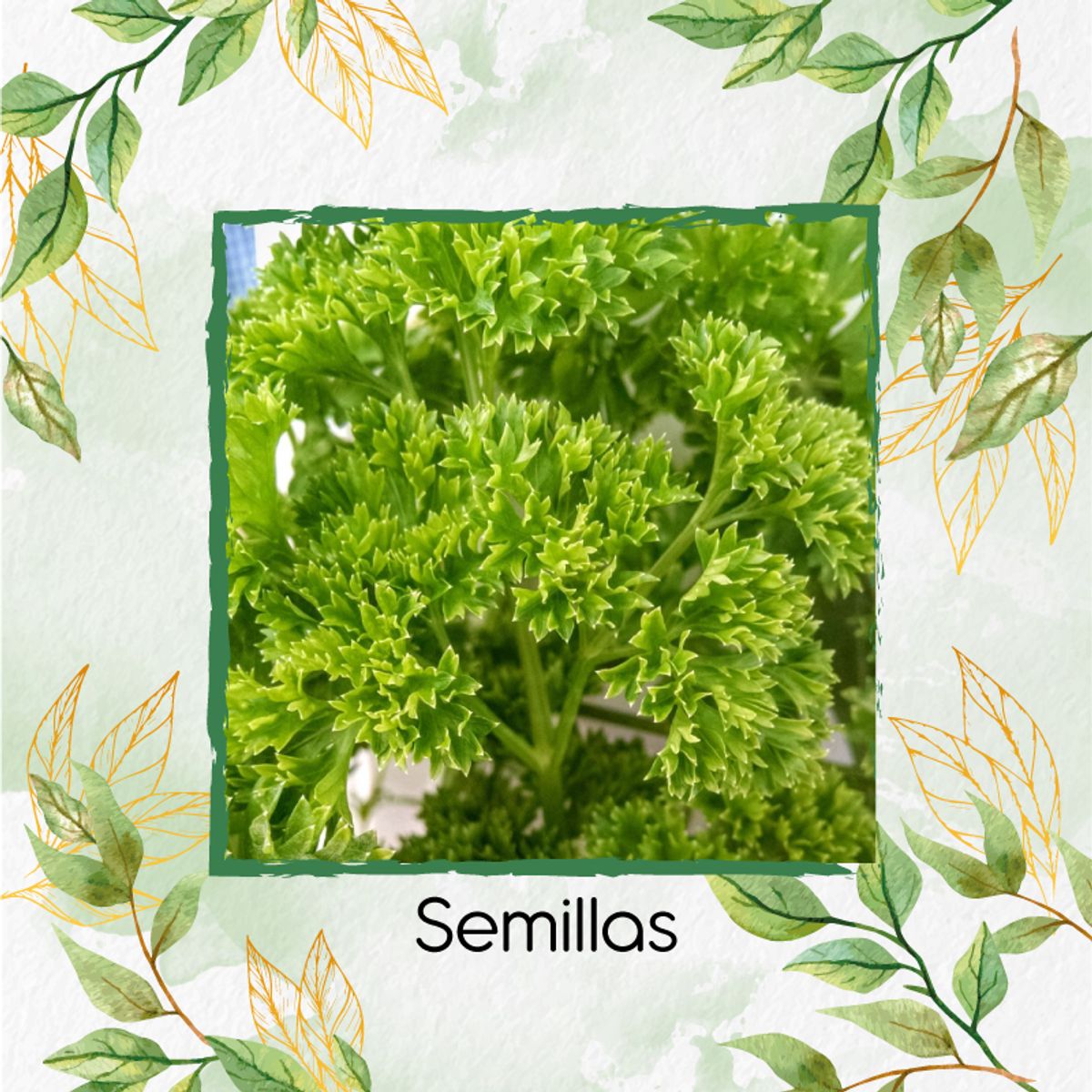 GENERICO - 200 Semillas Orgánicas De Perejil Rizado