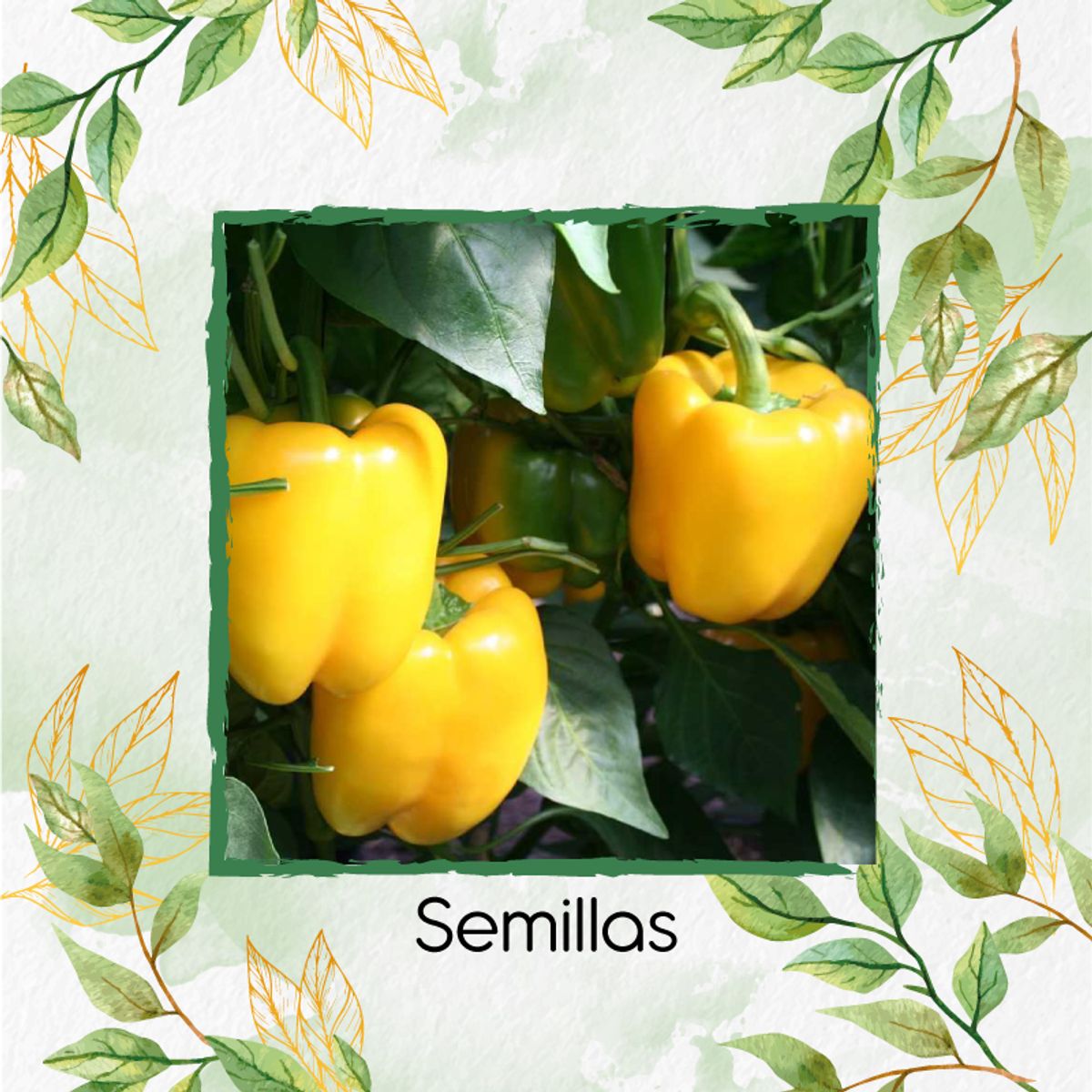 GENERICO - 360 Semillas Orgánicas De Pimentón Cuadrado Amarillo