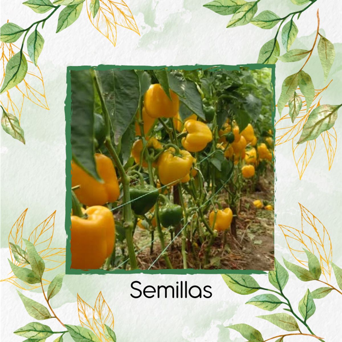 GENERICO - 360 Semillas Orgánicas De Pimentón Cuadrado Amarillo