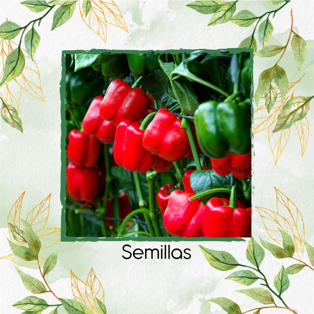 GENERICO - 50 Semillas Orgánicas De Pimentón California