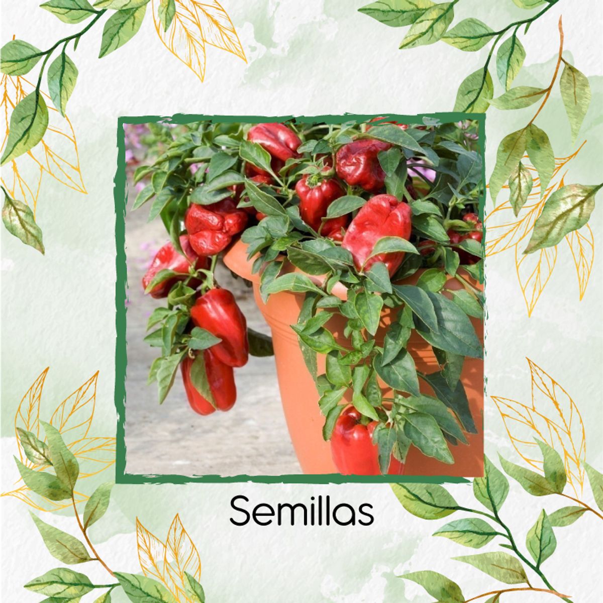 GENERICO - 1.000 Semillas Orgánicas De Pimentón California