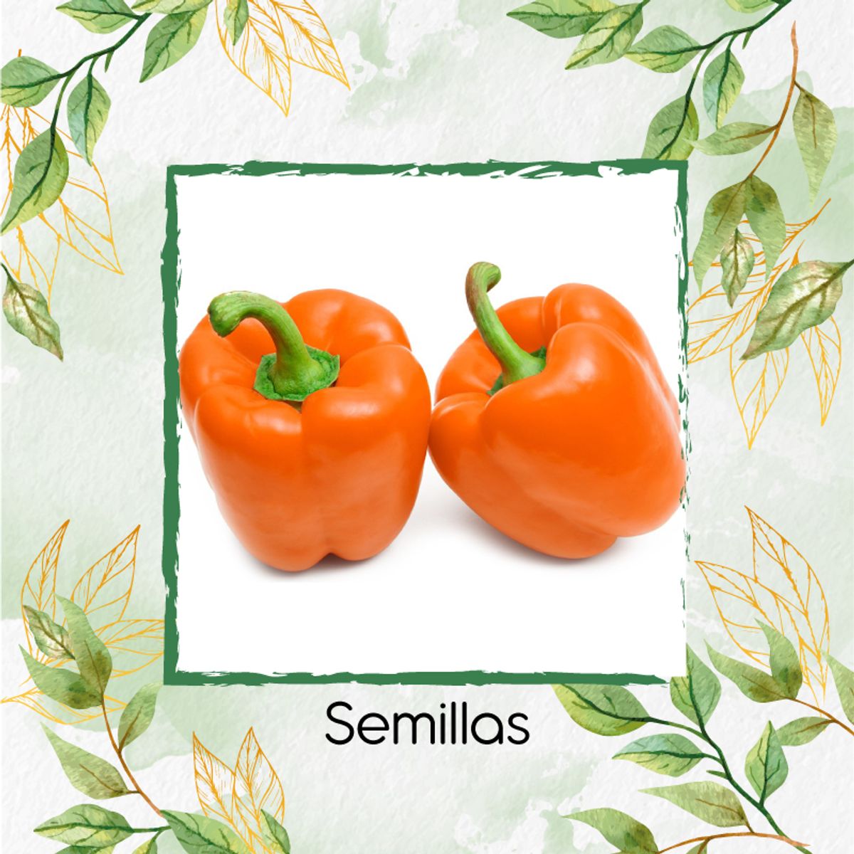 GENERICO - 15 Semillas Orgánicas De Pimentón Naranja