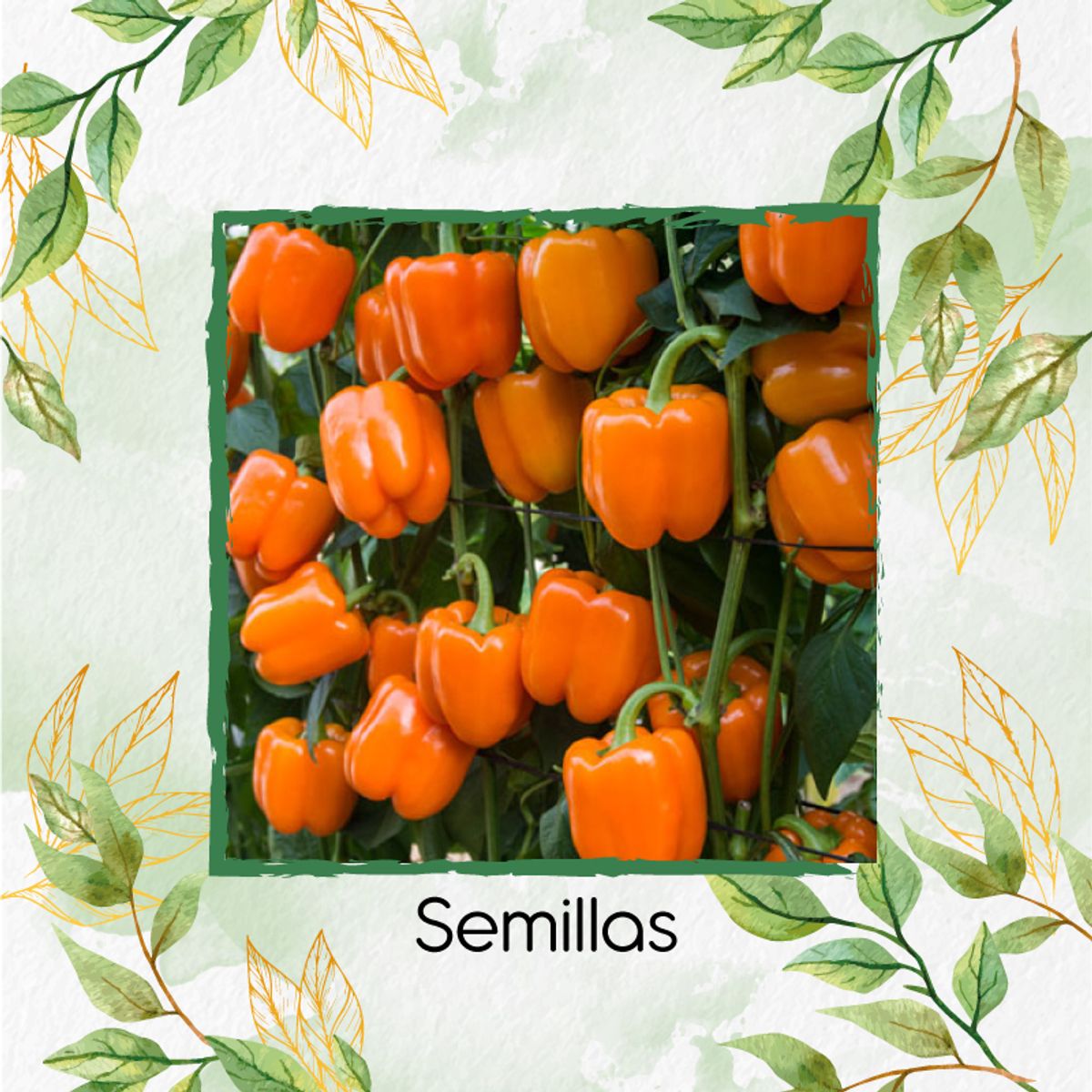 GENERICO - 150 Semillas Orgánicas De Pimentón Naranja