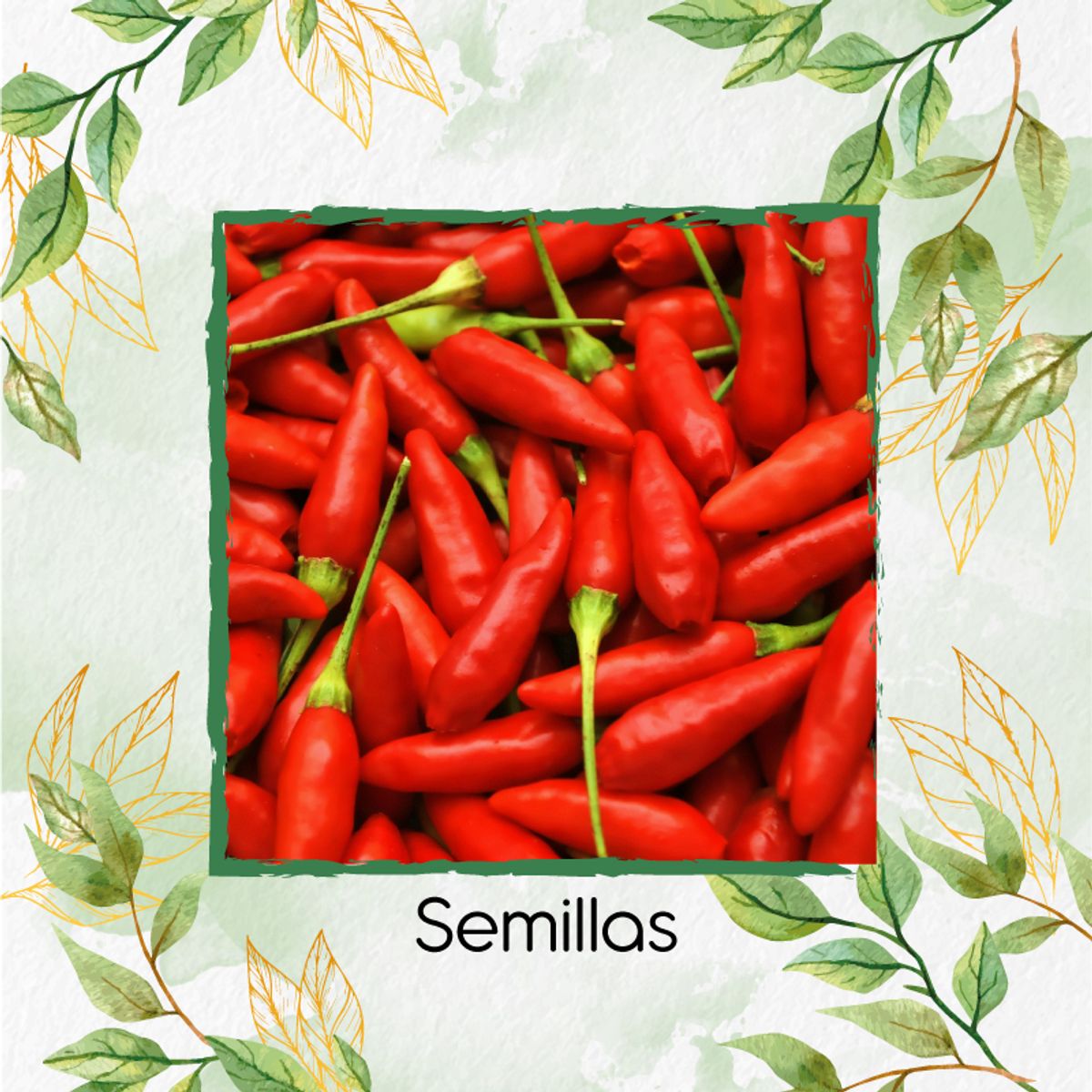 GENERICO - 25 Semillas Orgánicas De Pimentón Peperoncino Italiano
