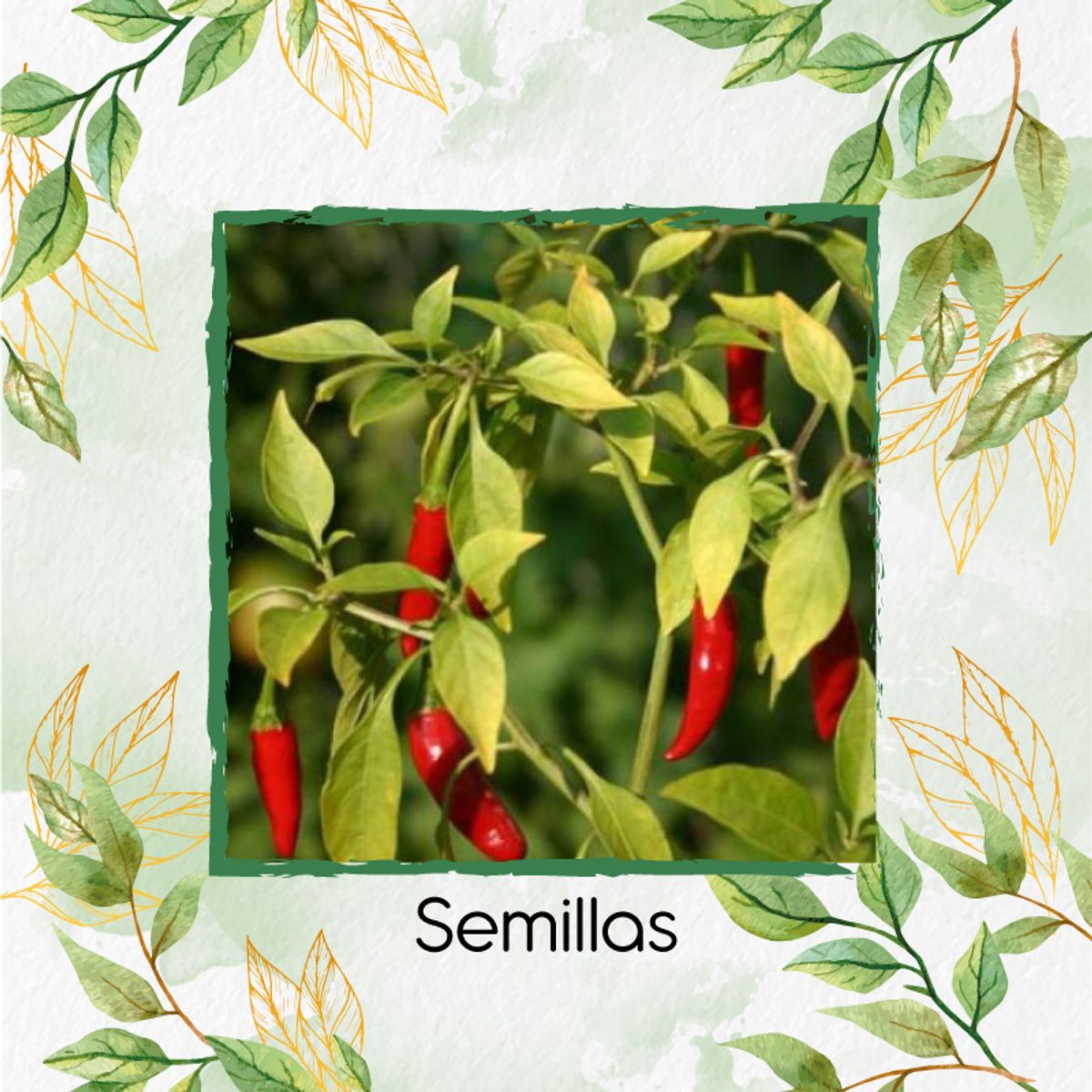 GENERICO - 25 Semillas Orgánicas De Pimentón Peperoncino Italiano