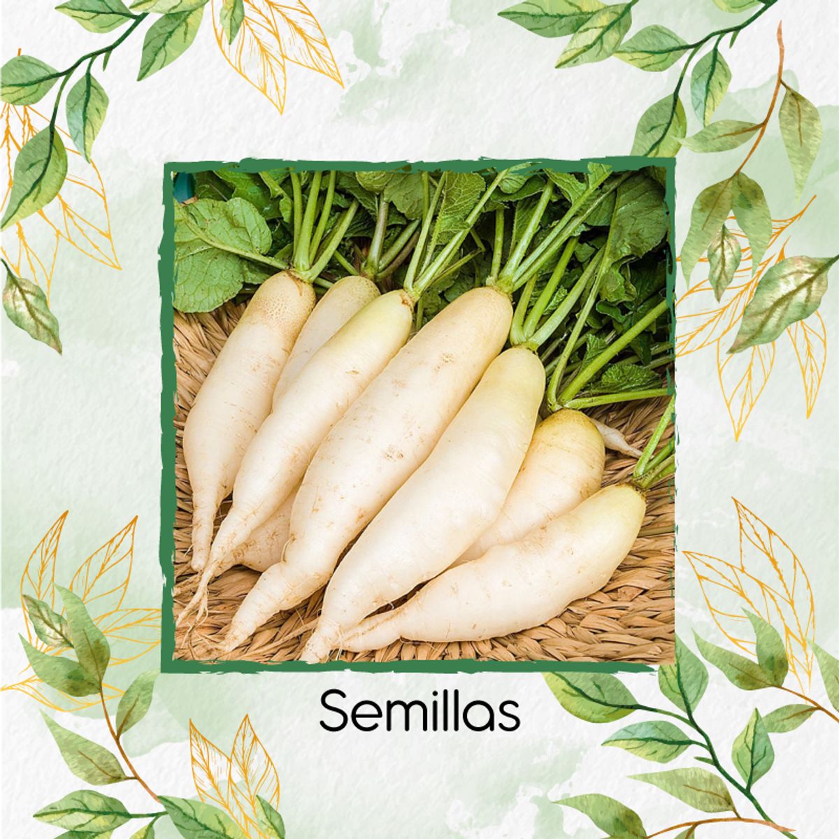 GENERICO - 900 Semillas Orgánicas De Rábano Blanco Daikon