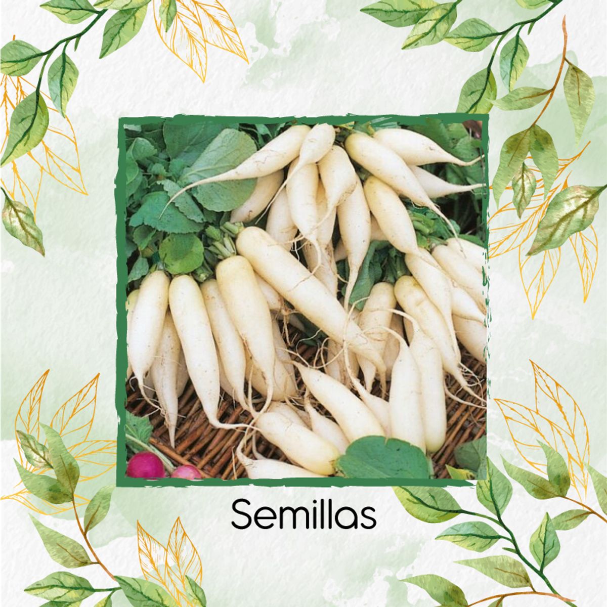 GENERICO - 900 Semillas Orgánicas De Rábano Blanco Daikon