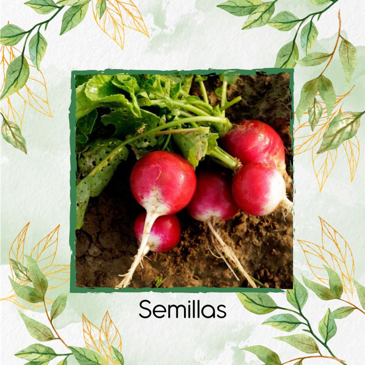 GENERICO - 2.500 Semillas Orgánicas De Rábano Cherry