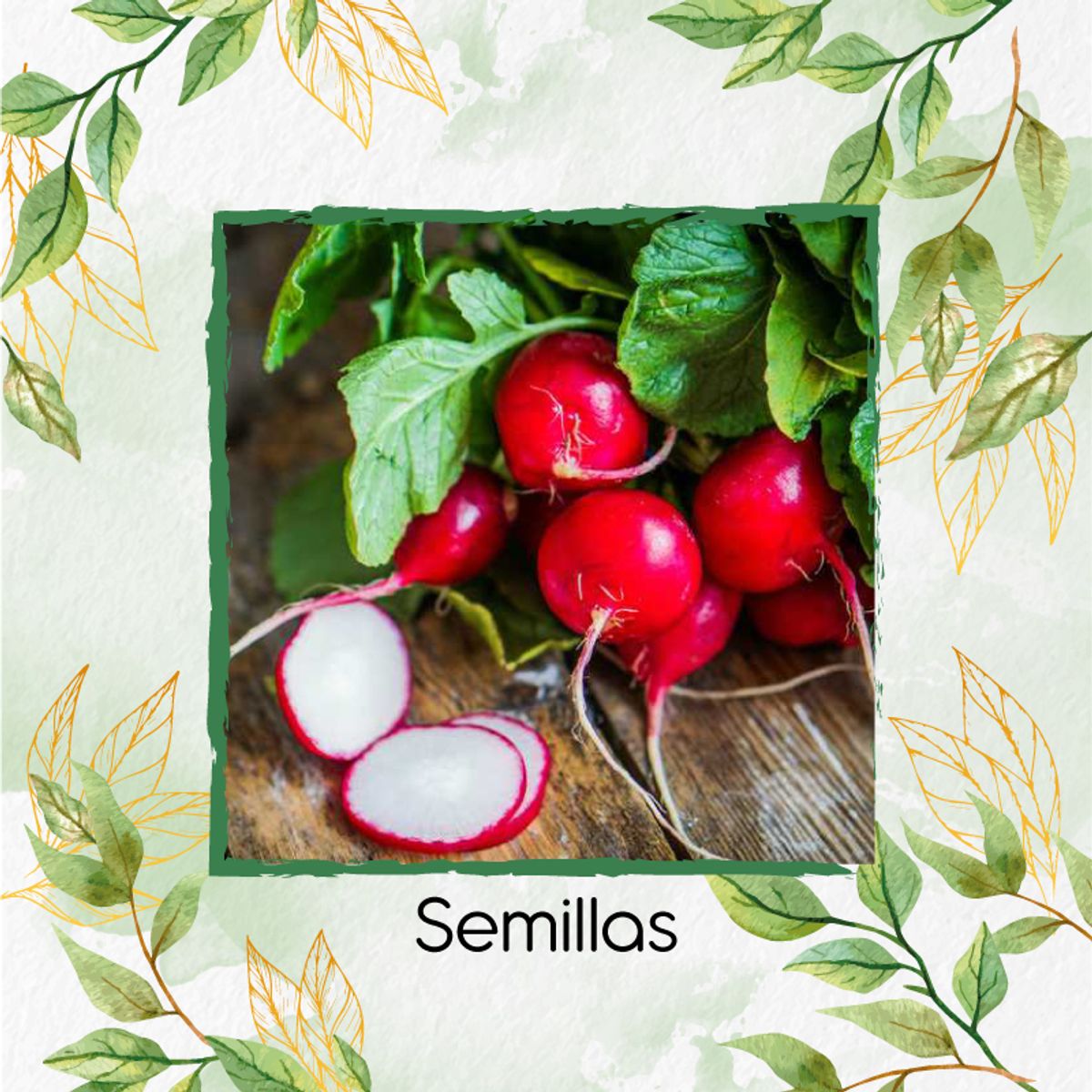 GENERICO - 2.500 Semillas Orgánicas De Rábano Cherry