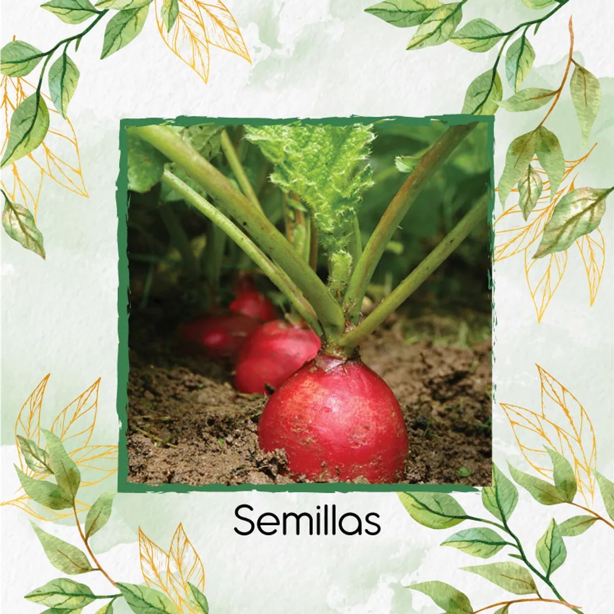 GENERICO - 100 Semillas Orgánicas De Rábano