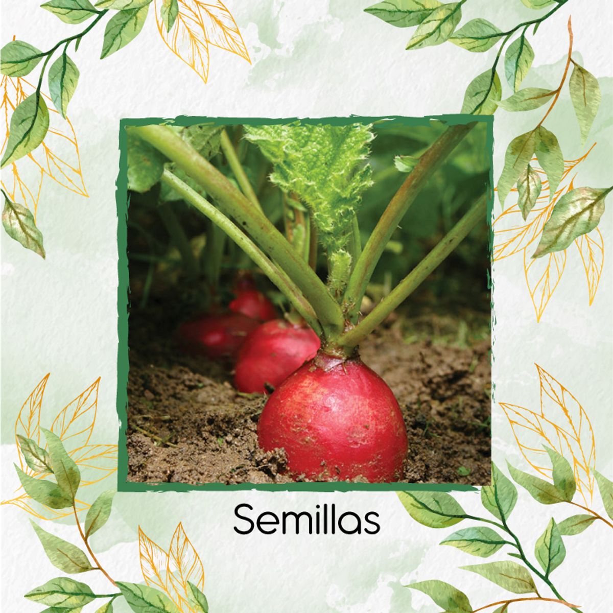 GENERICO - 200 Semillas Orgánicas De Rábano