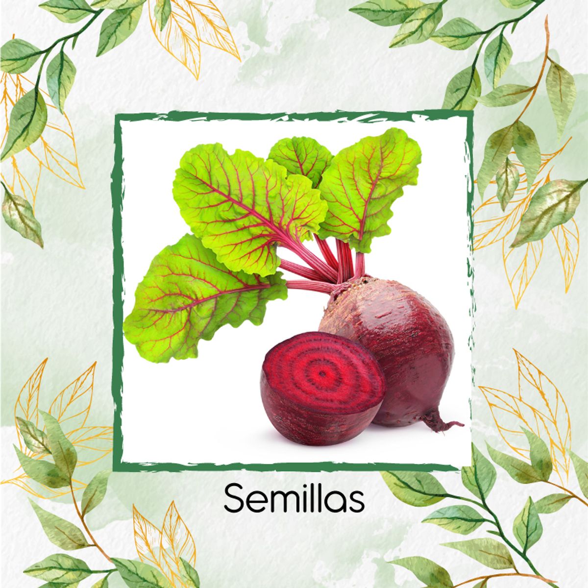 GENERICO - 2.000 Semillas Orgánicas De Remolacha