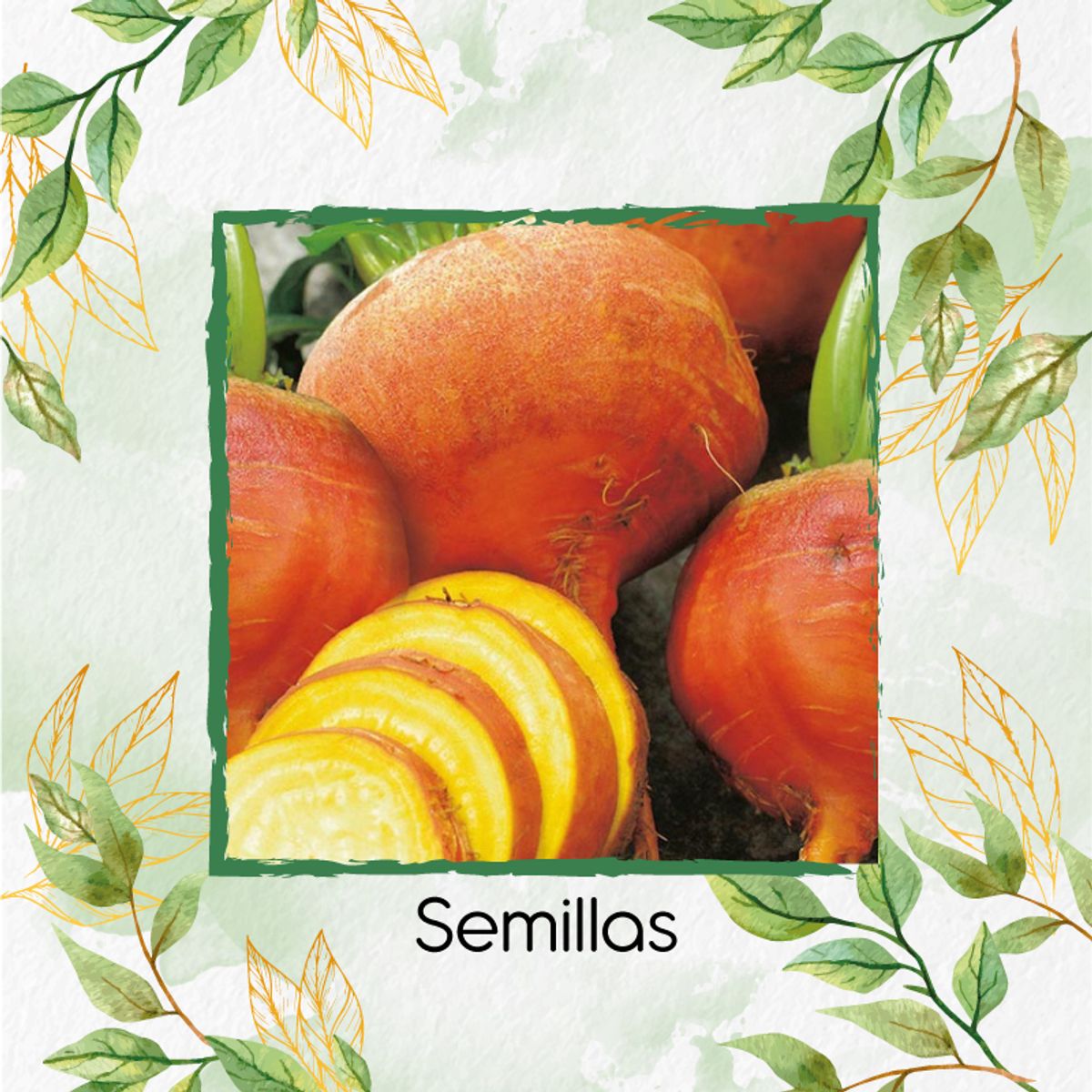 GENERICO - 5 Semillas Orgánicas De Remolacha Amarilla