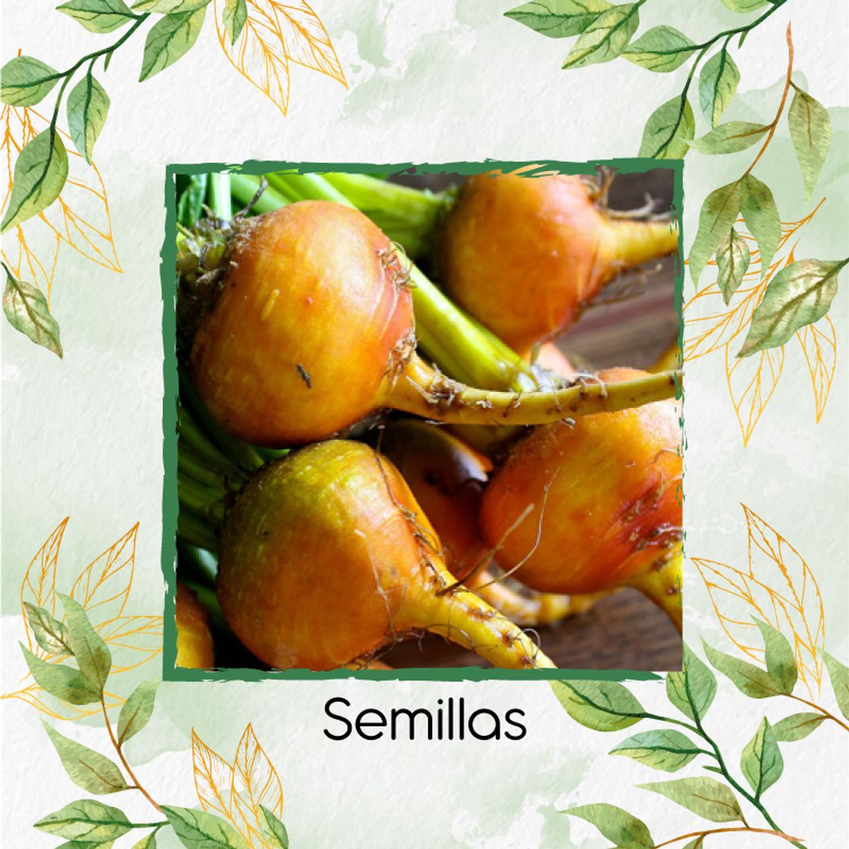 GENERICO - 5 Semillas Orgánicas De Remolacha Amarilla