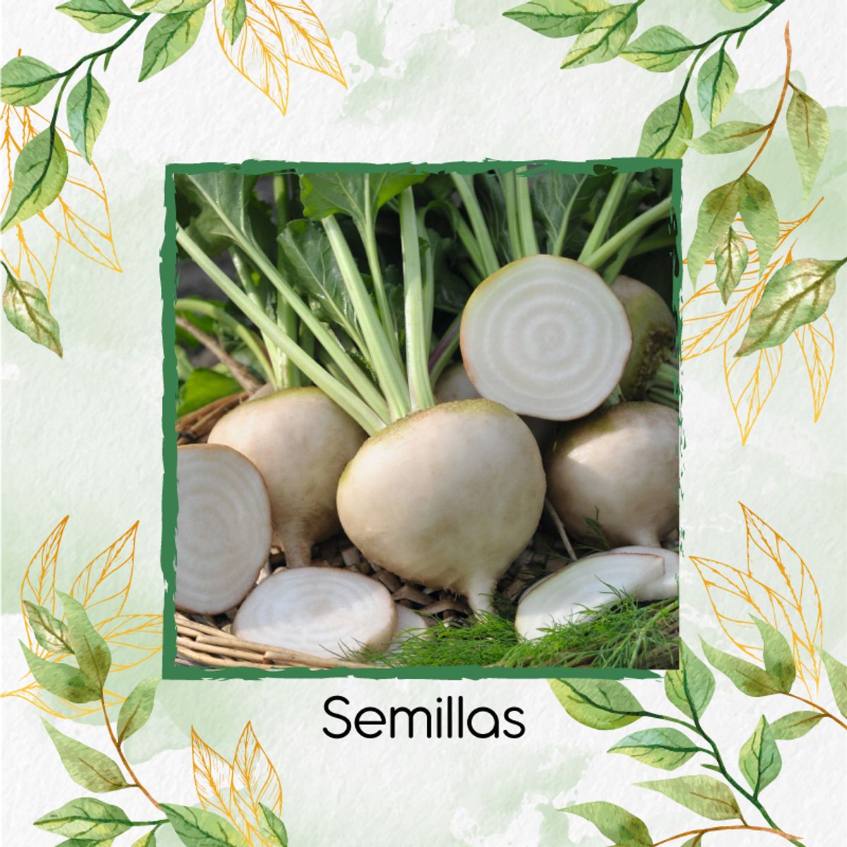 GENERICO - 200 Semillas Orgánicas De Remolacha Blanca