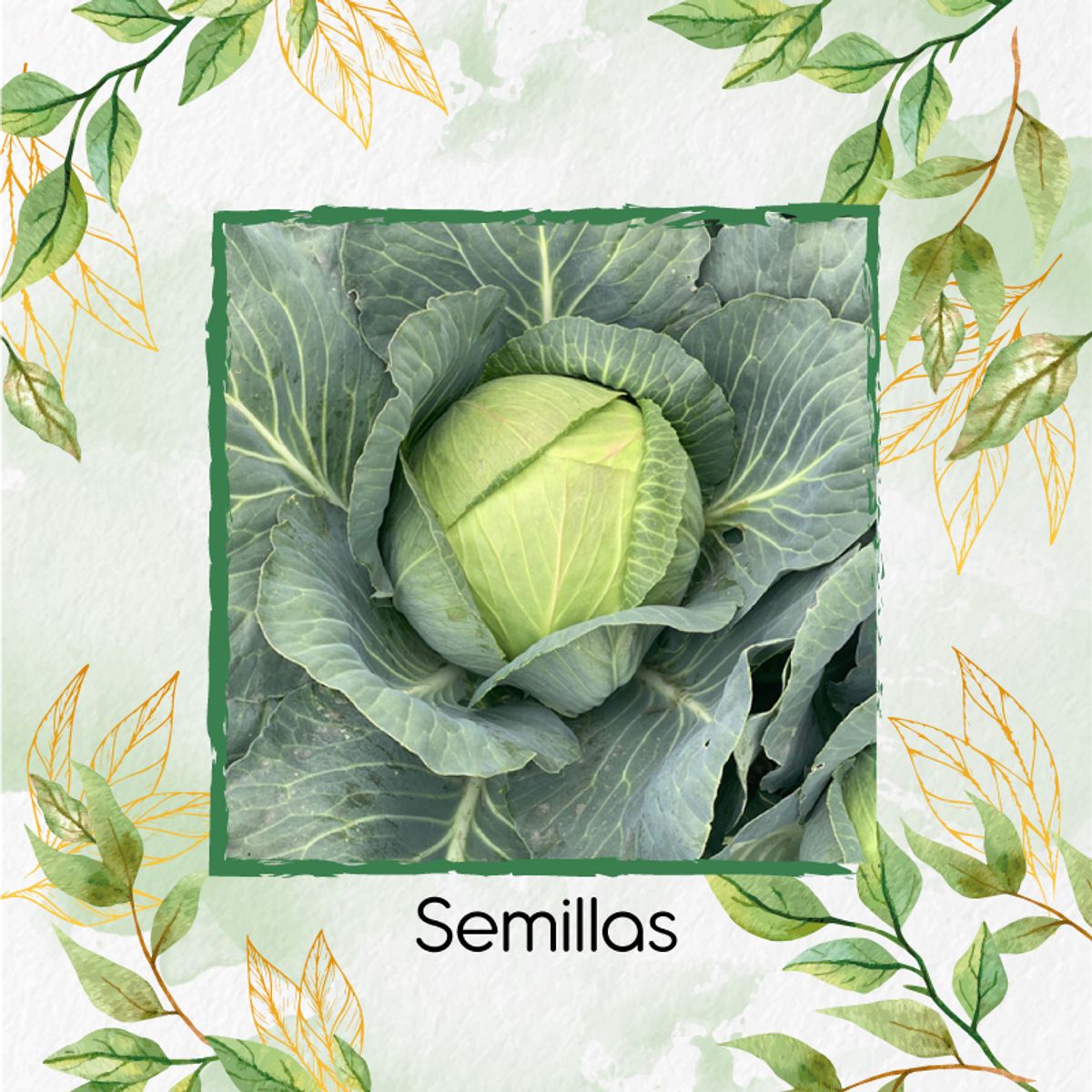 GENERICO - 200 Semillas Orgánicas De Repollo