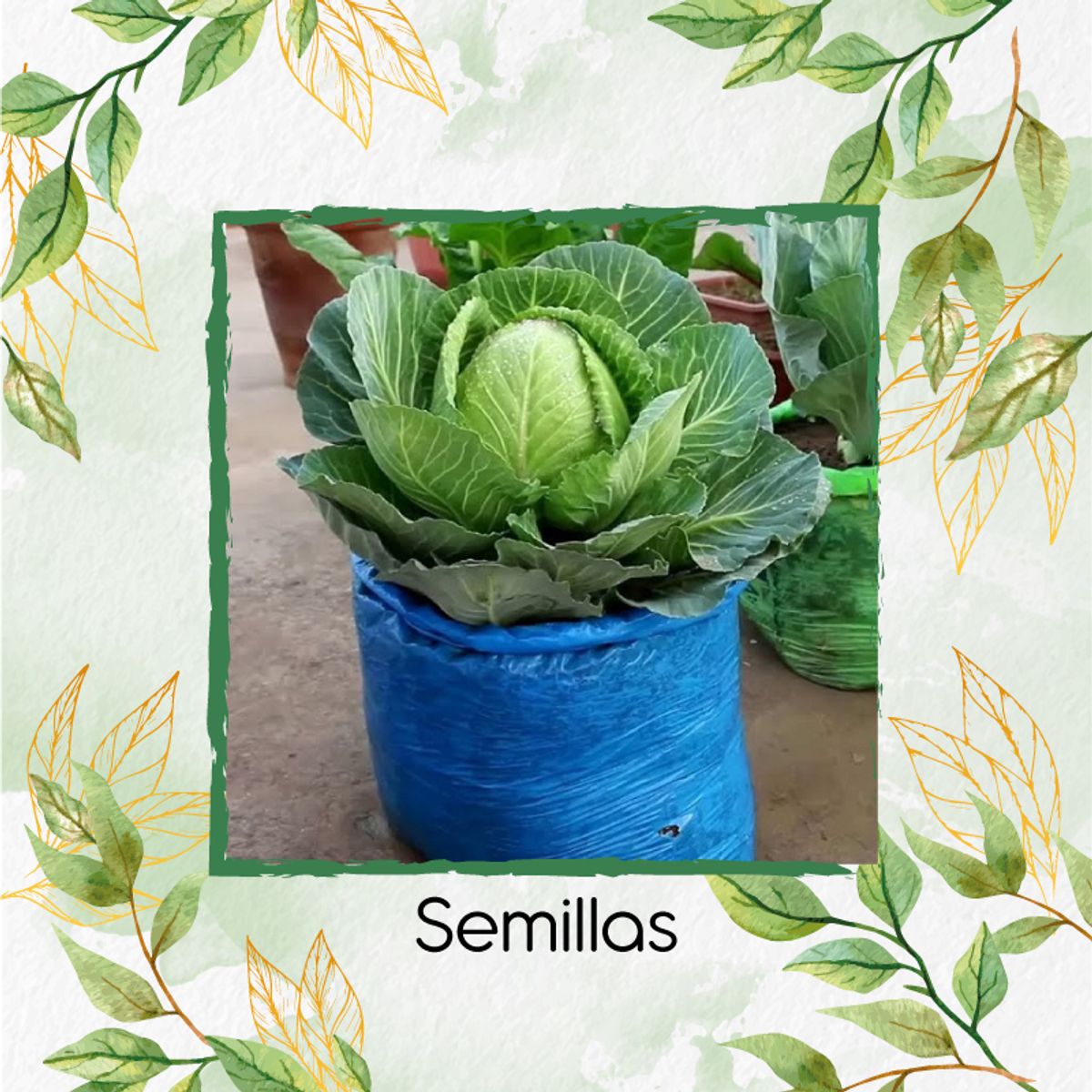 GENERICO - 200 Semillas Orgánicas De Repollo