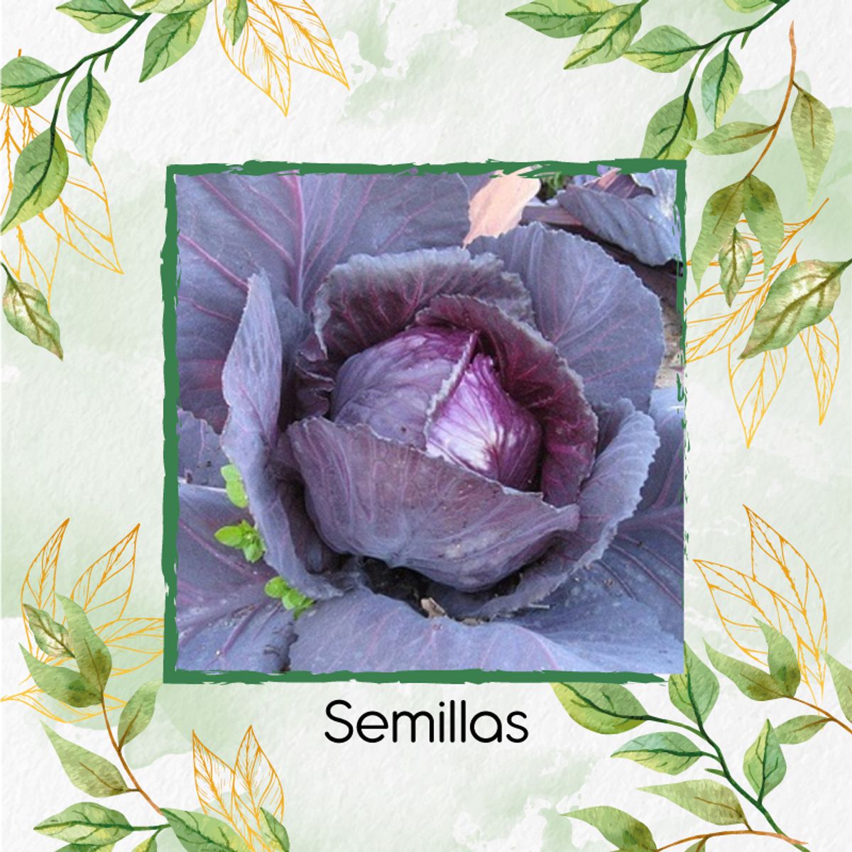 GENERICO - 200 Semillas Orgánicas De Repollo Morado
