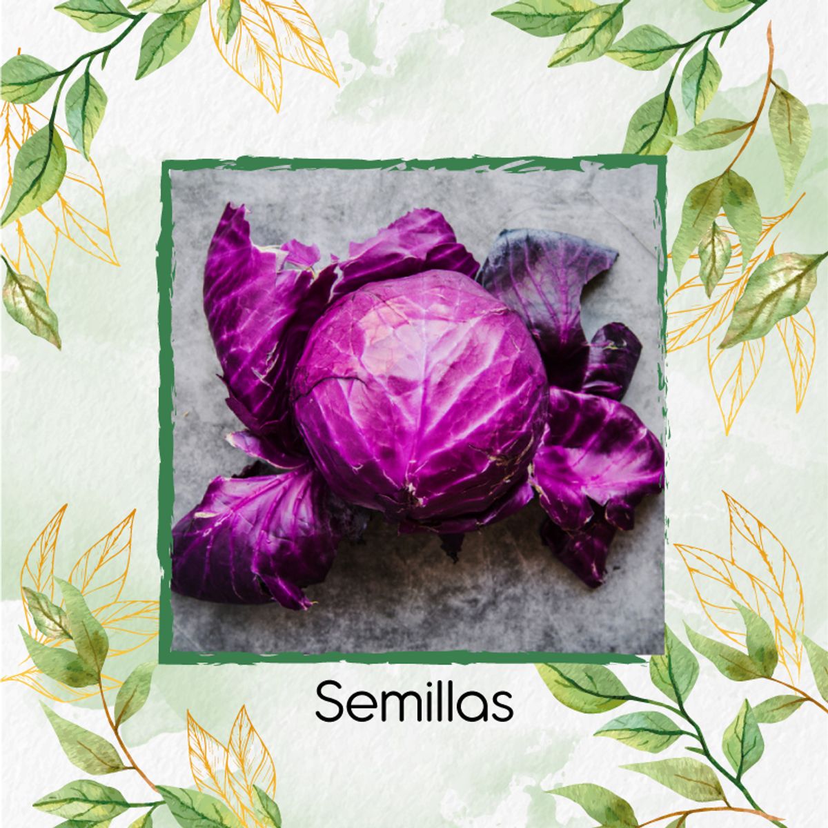 GENERICO - 1.000 Semillas Orgánicas De Repollo Morado