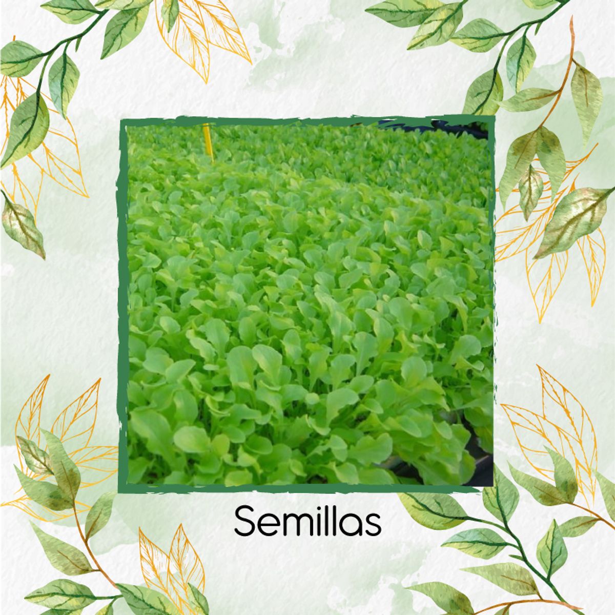 GENERICO - 2.000 Semillas Orgánicas De Rúcula