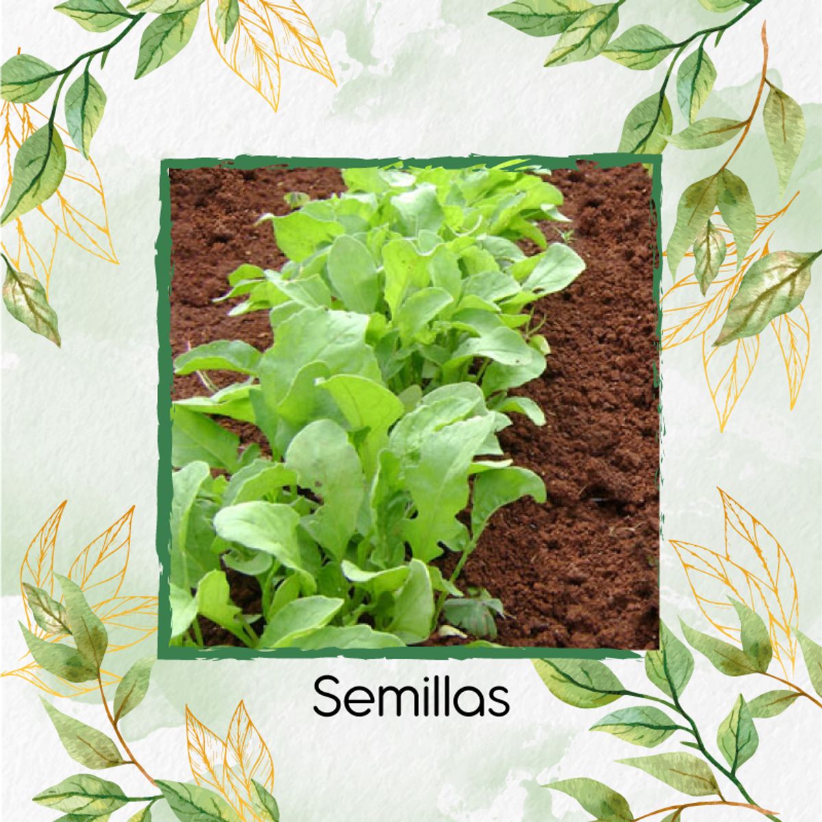 GENERICO - 4.000 Semillas Orgánicas De Rúcula