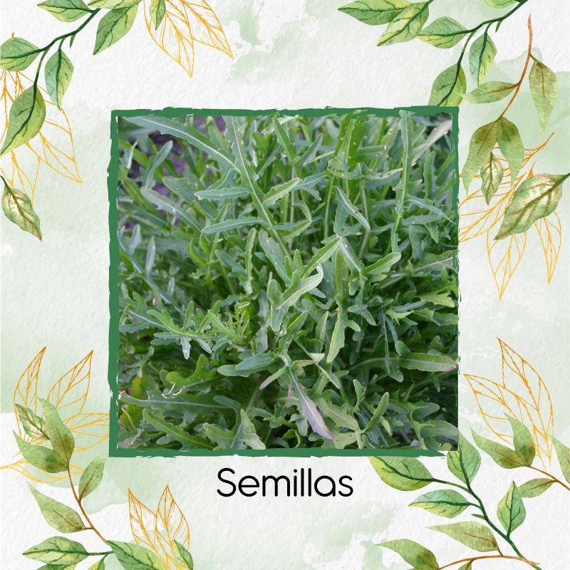 GENERICO - 500 Semillas Orgánicas De Rúcula Selvática