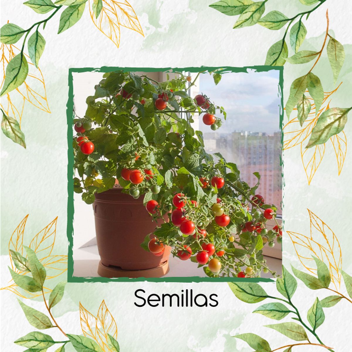 GENERICO - 1.000 Semillas Orgánicas De Tomate Cherry