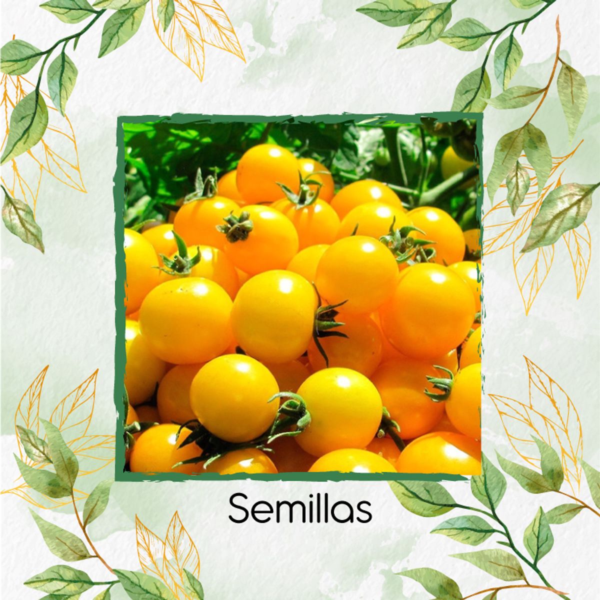 GENERICO - 130 Semillas Orgánicas De Tomate Cherry Amarillo