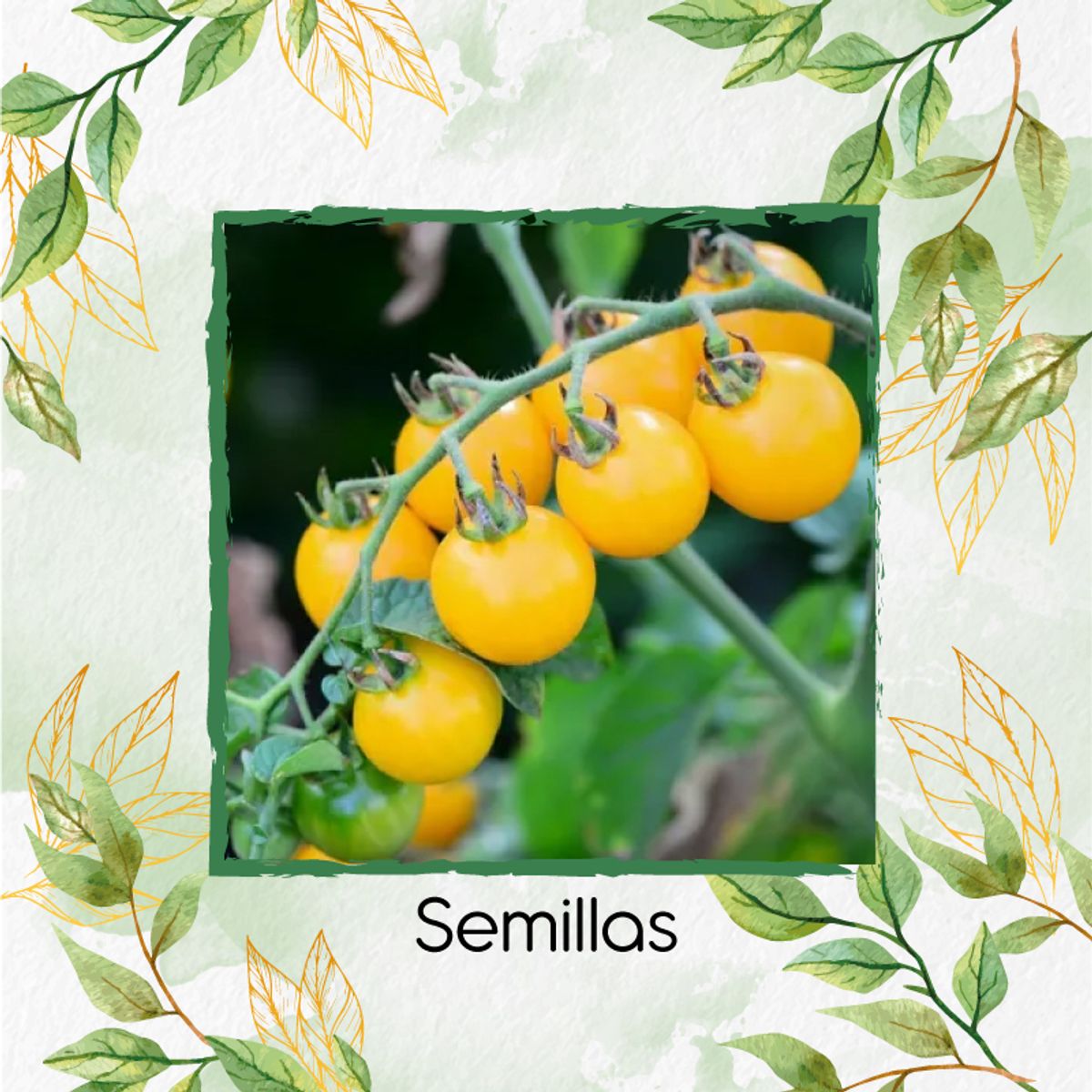 GENERICO - 130 Semillas Orgánicas De Tomate Cherry Amarillo