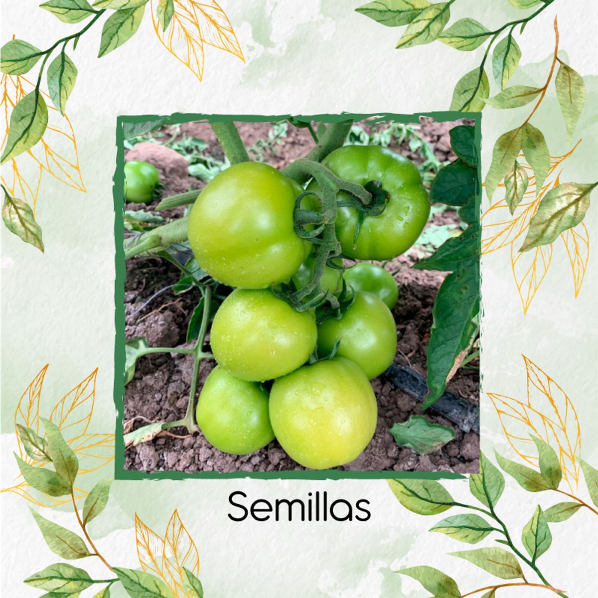 GENERICO - 50 Semillas Orgánicas De Tomate Chonto
