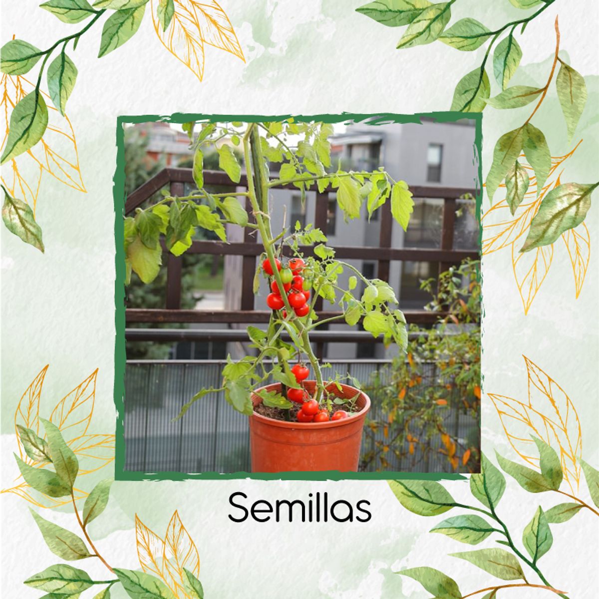 GENERICO - 2.000 Semillas Orgánicas De Tomate Chonto