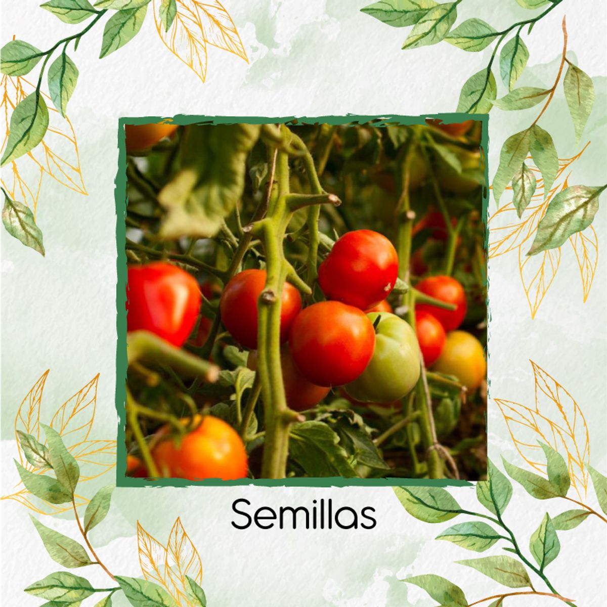 GENERICO - 2.000 Semillas Orgánicas De Tomate Marglover