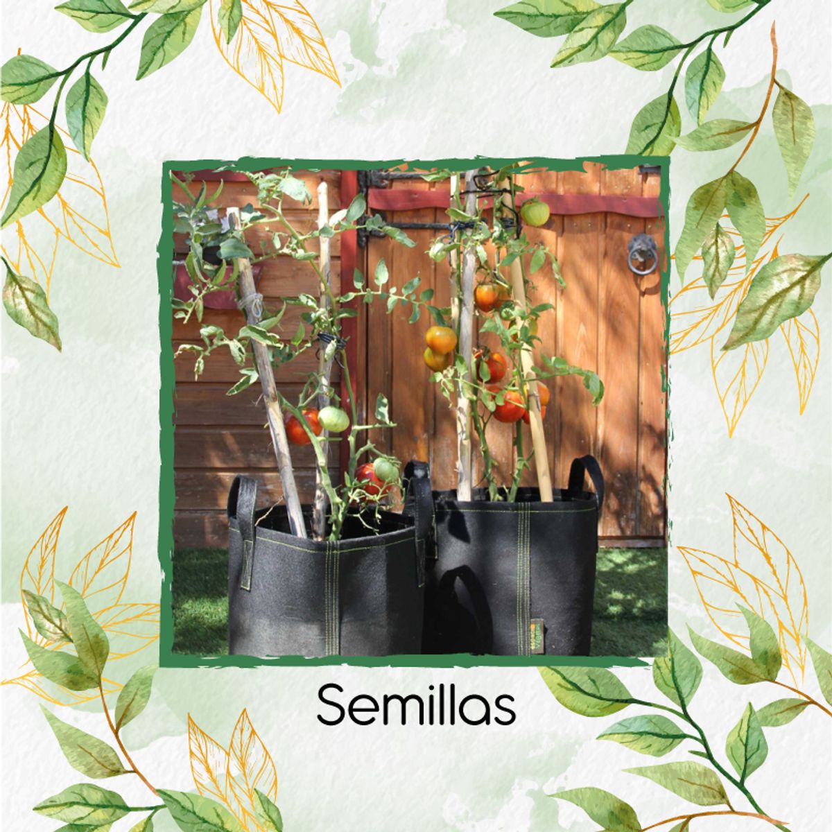 GENERICO - 1.000 Semillas Orgánicas De Tomate Rio Grande
