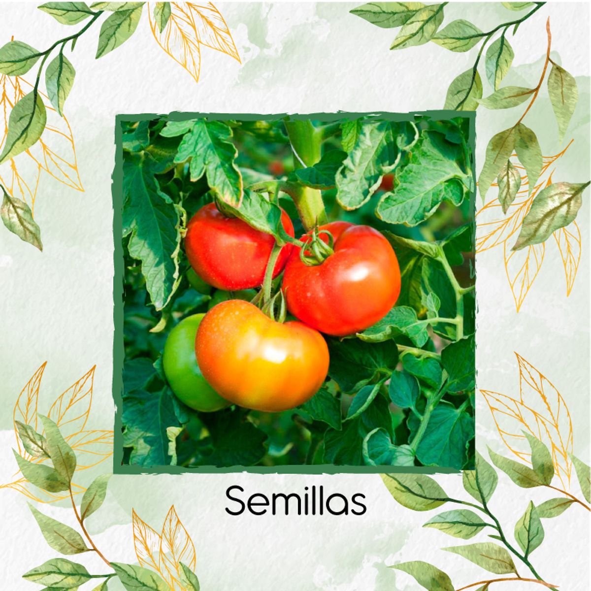 GENERICO - 4.000 Semillas Orgánicas De Tomate Rio Grande