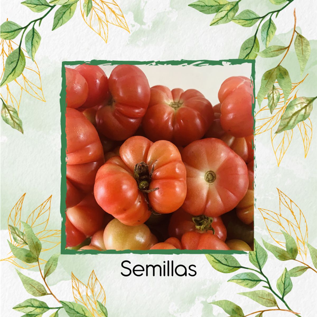 GENERICO - 75 Semillas Orgánicas De Tomate Riñón