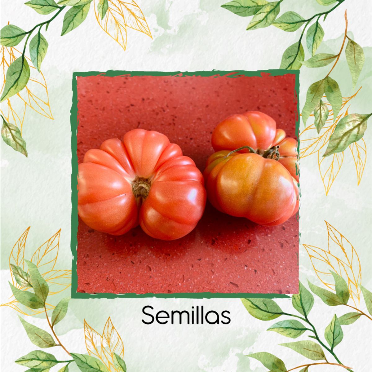 GENERICO - 1.500 Semillas Orgánicas De Tomate Riñón