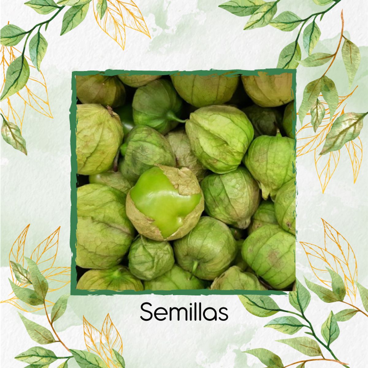 GENERICO - 25 Semillas Orgánicas De Tomatillo Tomate Mexicano