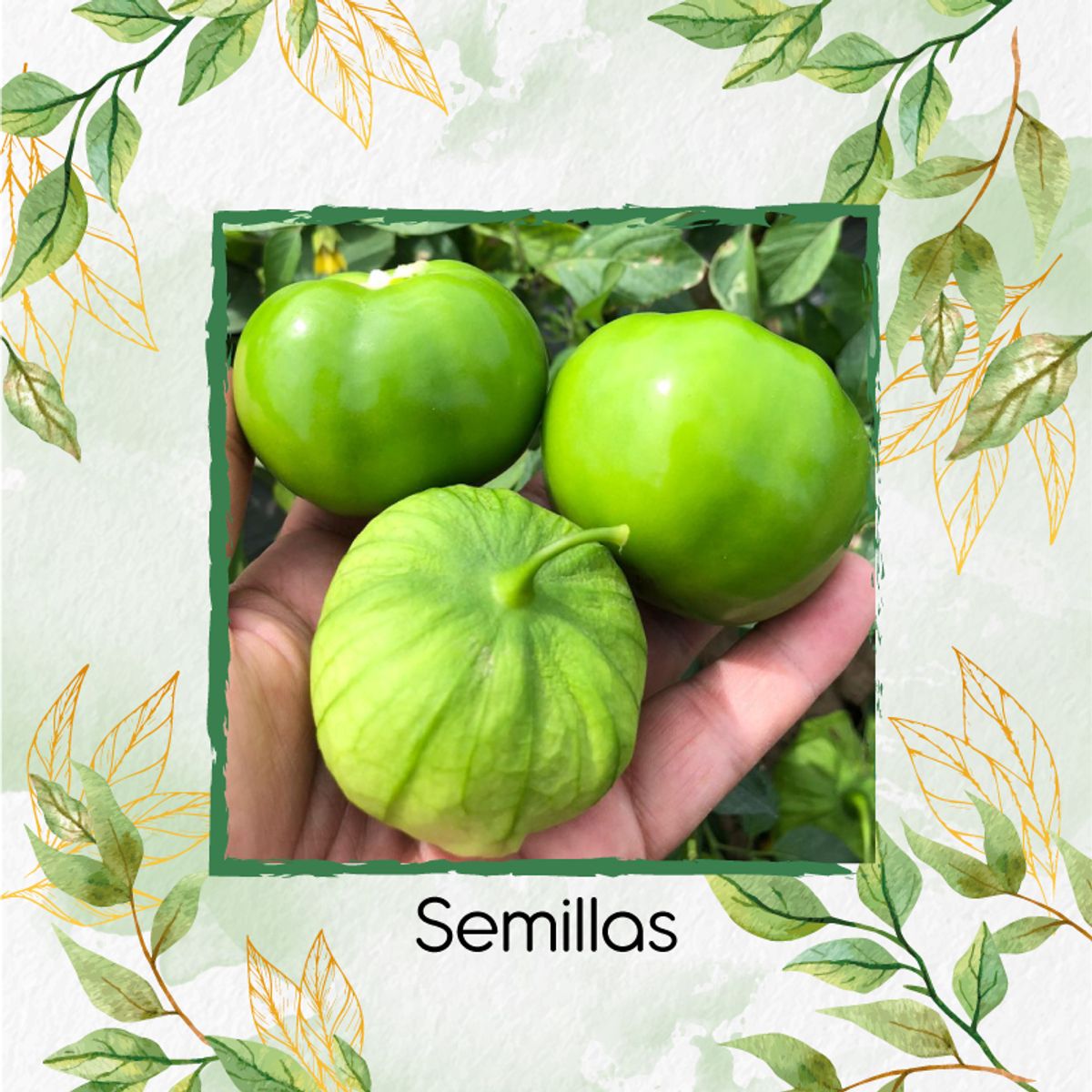 GENERICO - 200 Semillas Orgánicas De Tomatillo Tomate Mexicano