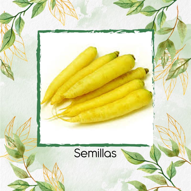 GENERICO - 100 Semillas Orgánicas De Zanahoria Amarilla