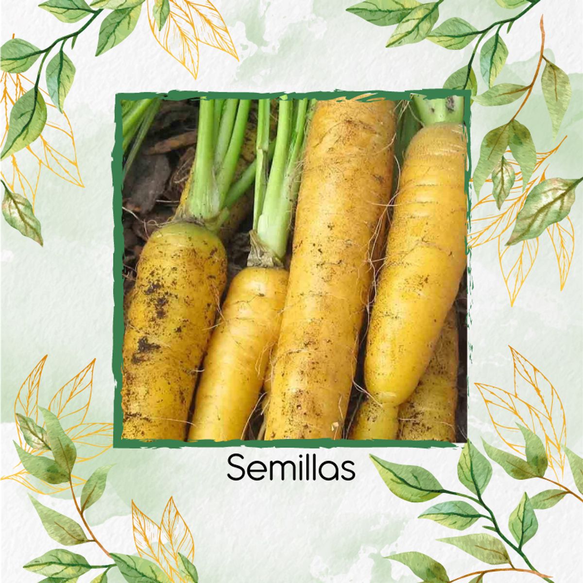 GENERICO - 100 Semillas Orgánicas De Zanahoria Amarilla