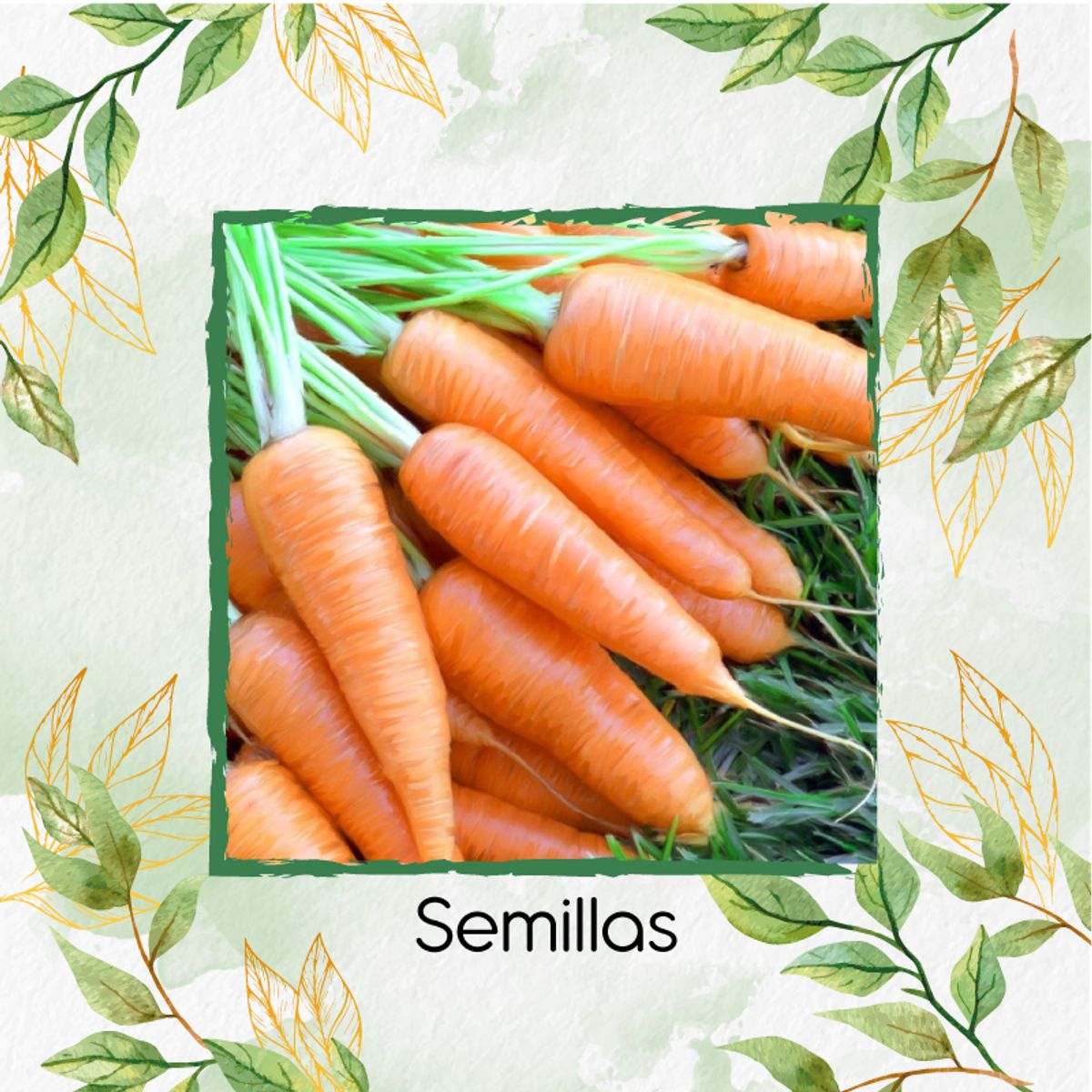 GENERICO - 50 Semillas Orgánicas De Zanahoria Chantenay