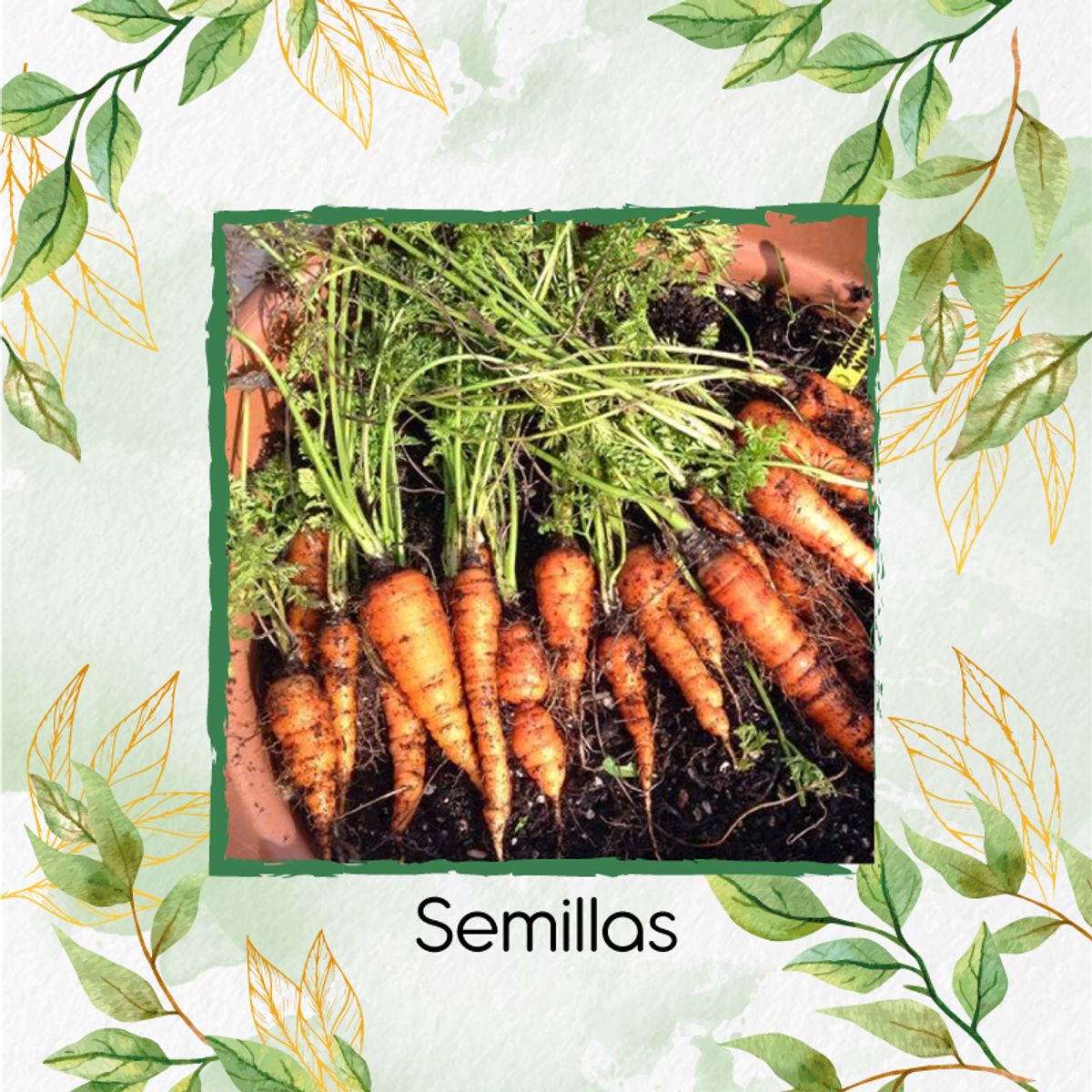 GENERICO - 50 Semillas Orgánicas De Zanahoria Chantenay